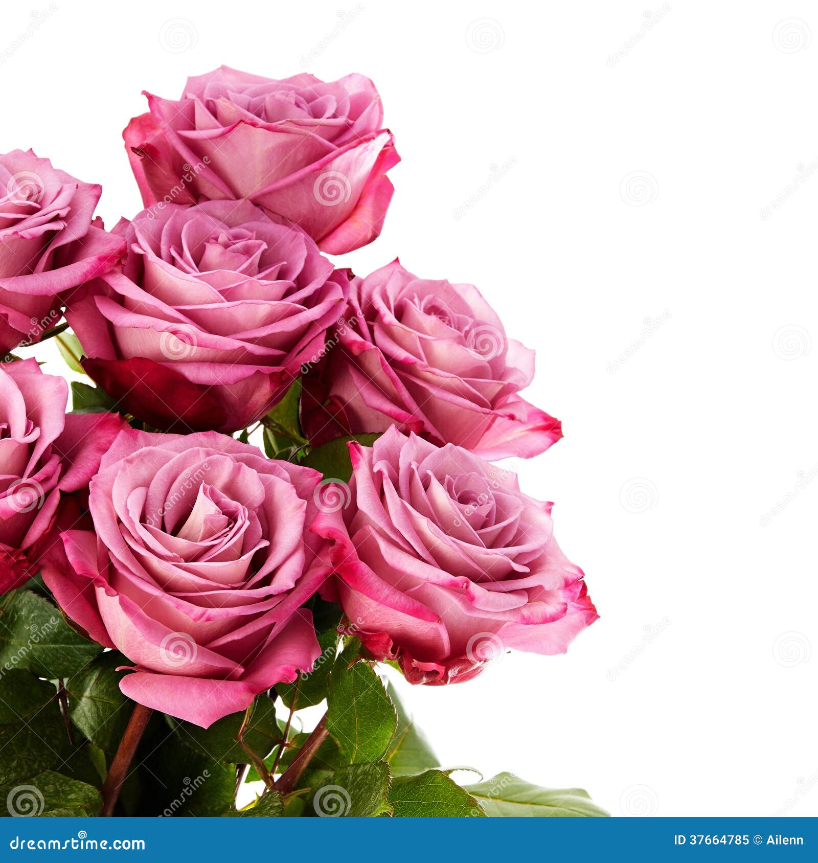 Purple Rose White Background