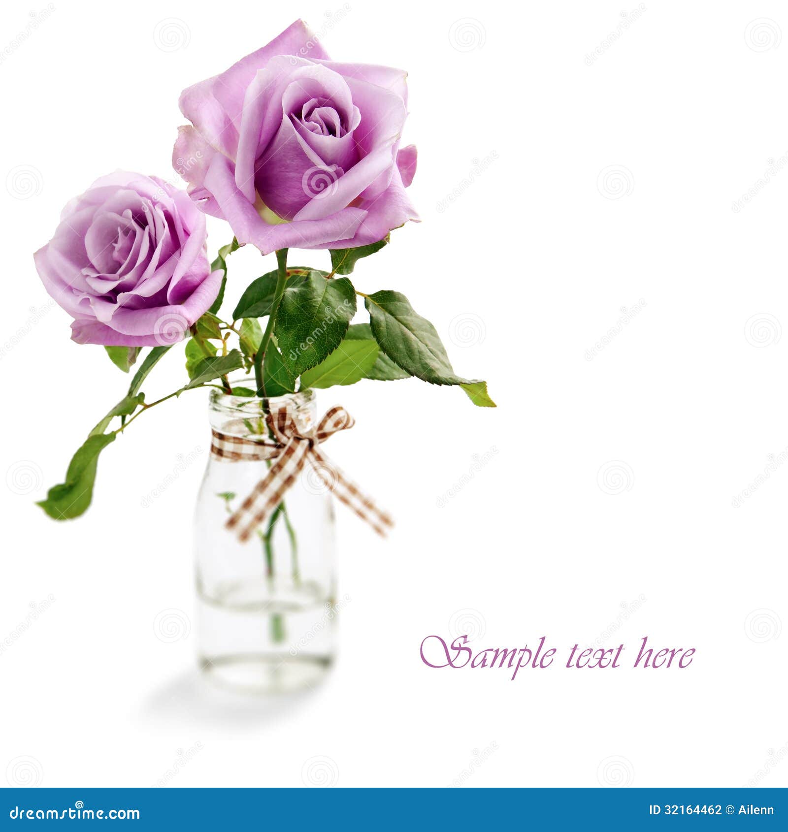 Purple Rose White Background