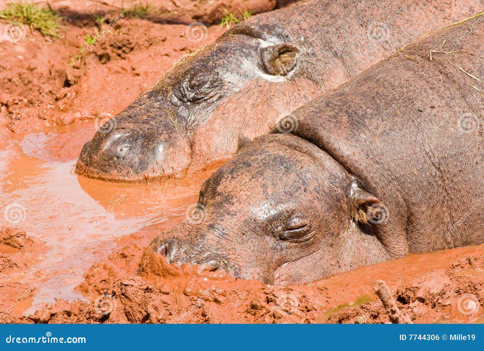 pygmy-hippos-mud-bath-7744306.jpg