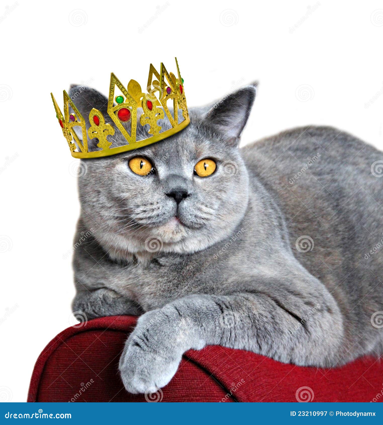 Cat Queen Cat Queen