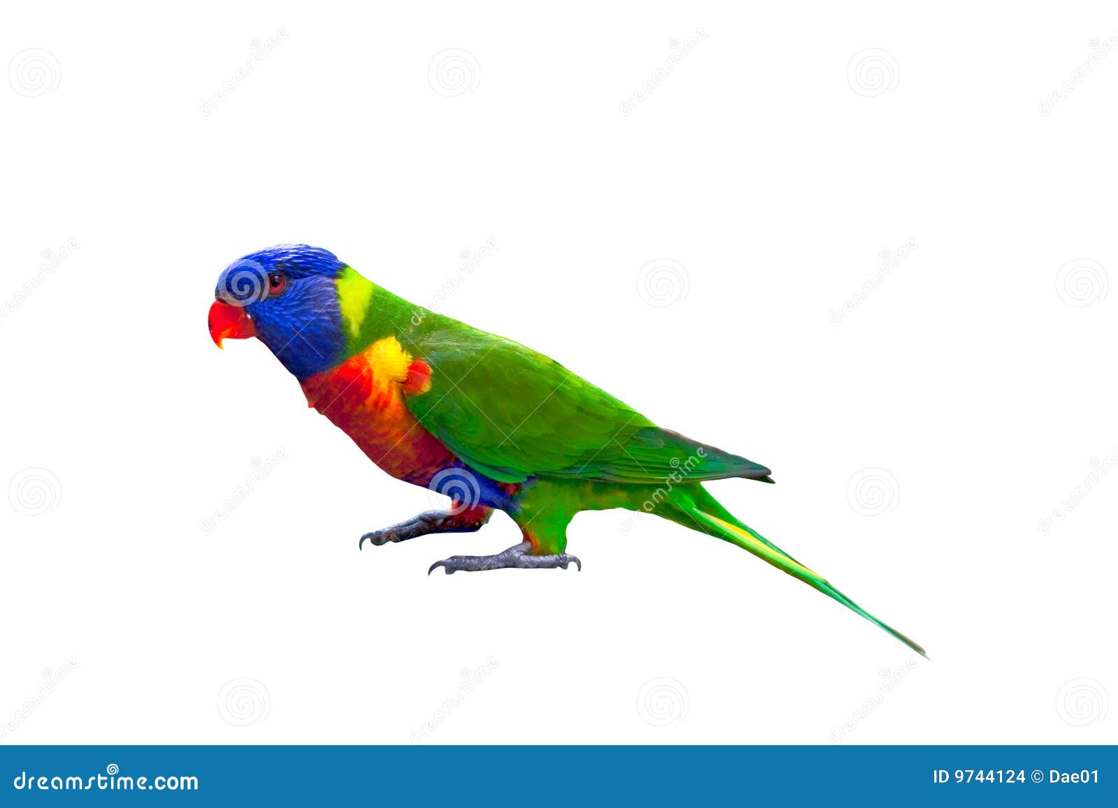 rainbow lorikeet clipart - photo #34