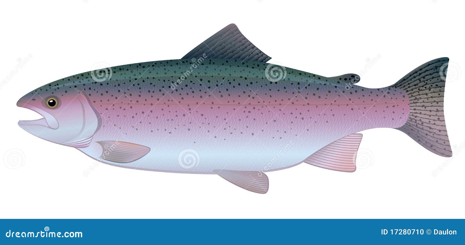 free clip art rainbow trout - photo #45