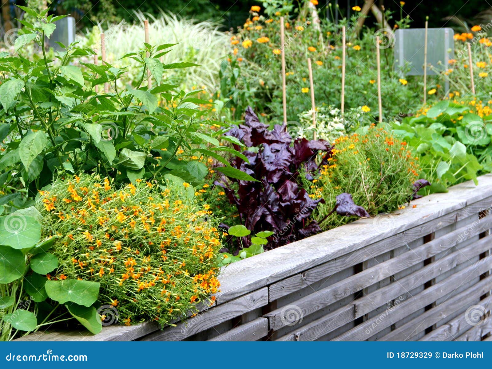  bed with flowers and herbs plants in the summertime on the raised