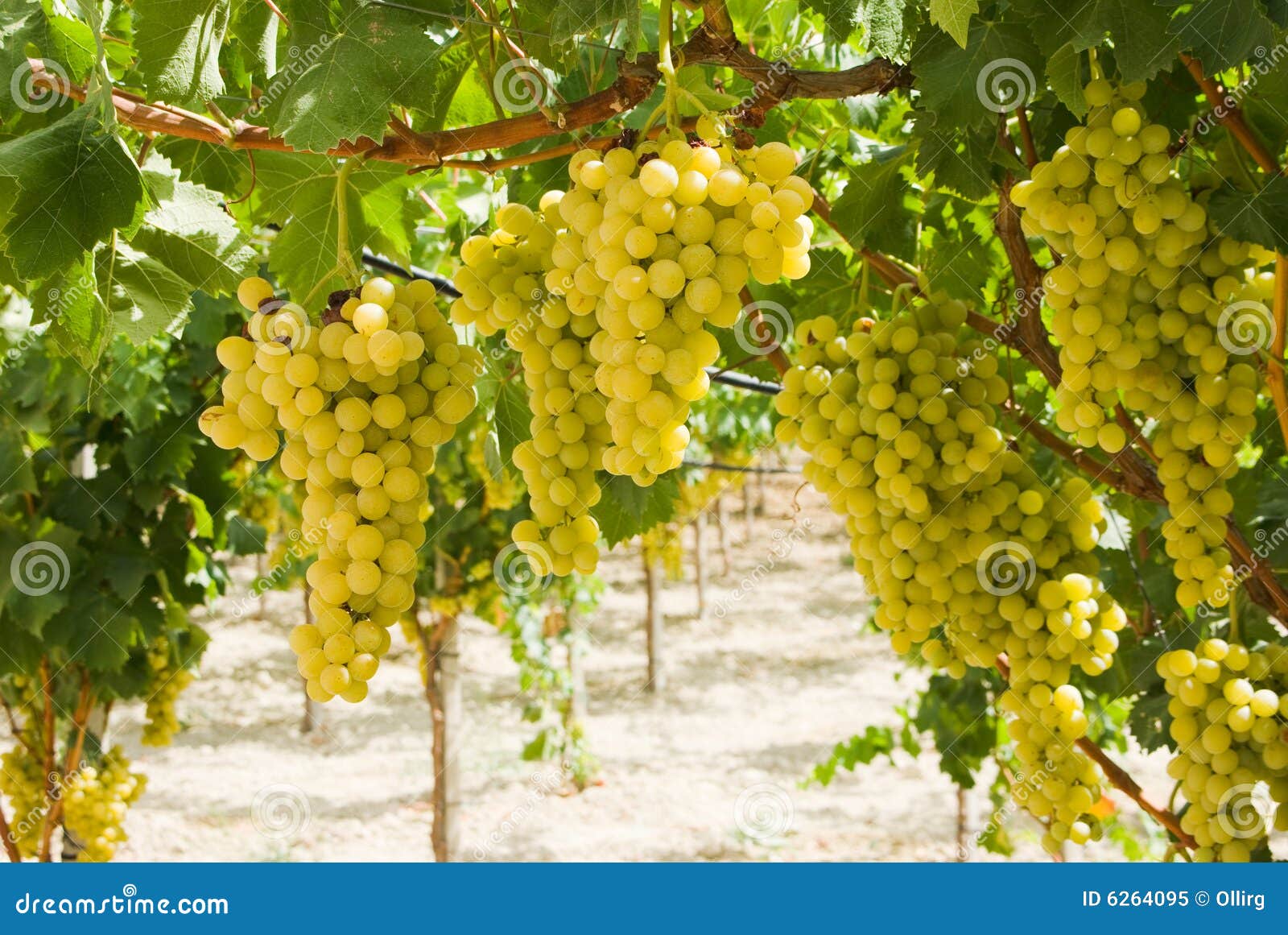 Photo libre de droits: Raisins de la vigne blanche dans une vigne