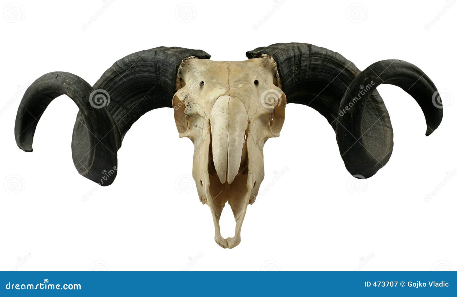 dinosaur that rams with head