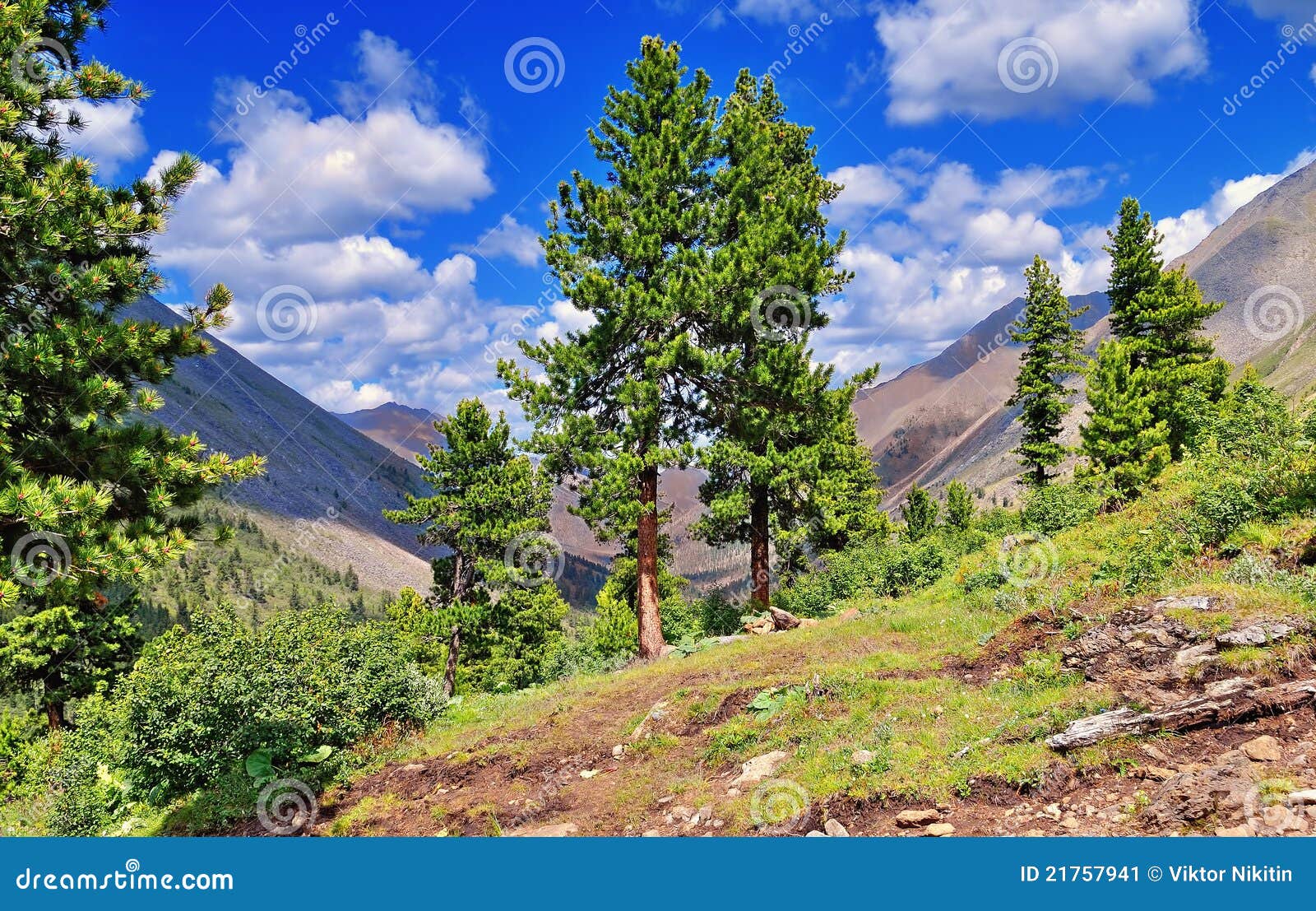 - rare-cedar-trees-mountains-21757941