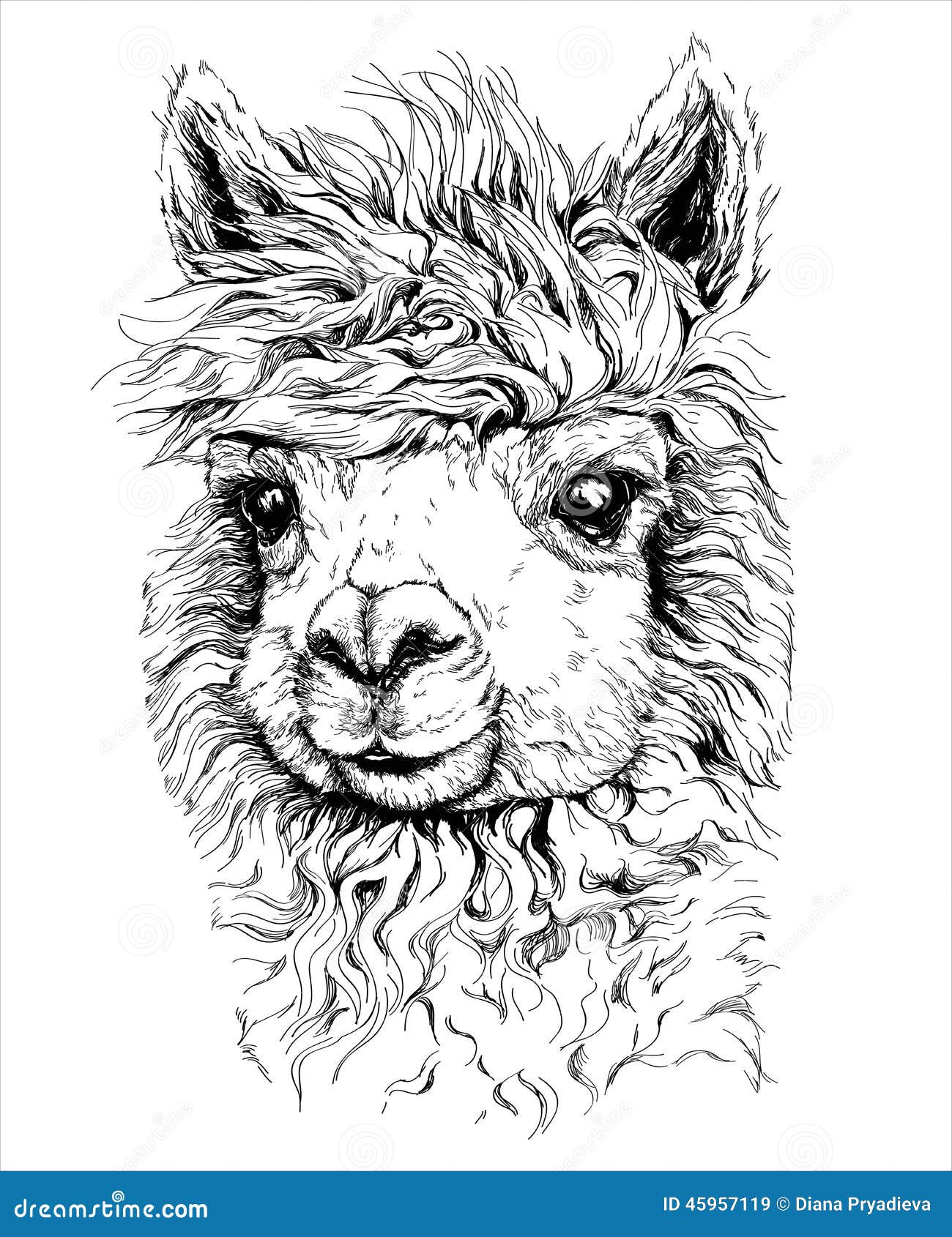 llama tumblr drawings LAMA White Drawing And Of Alpaca, Realistic Sketch Black