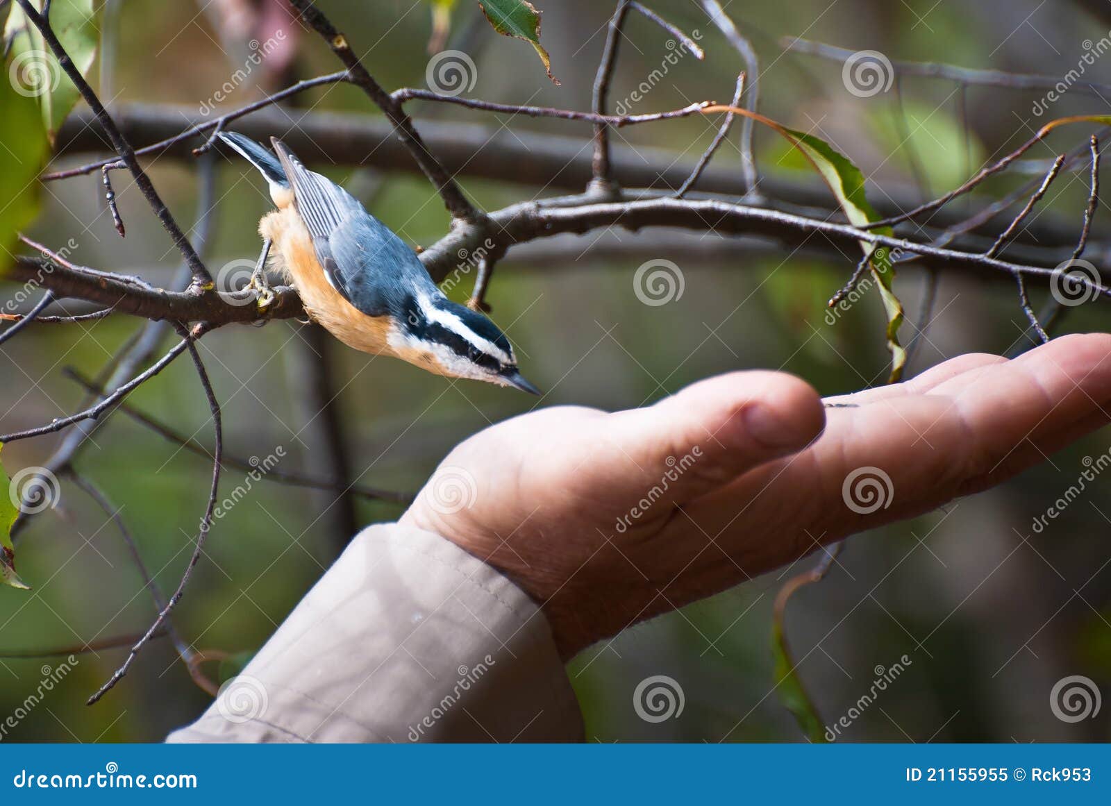 red breasted nuthatch about to eat from hand royalty free red breasted nuthatch about to eat from hand royalty free