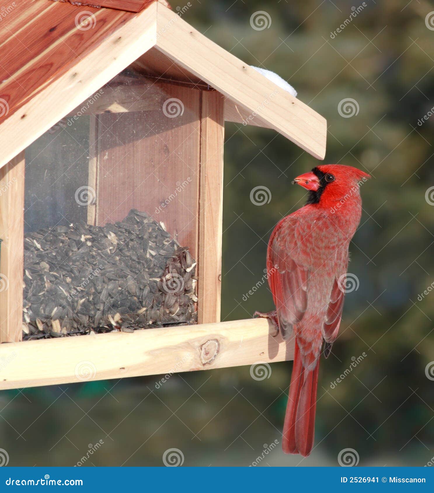 Red Cardinal Bird Feeder