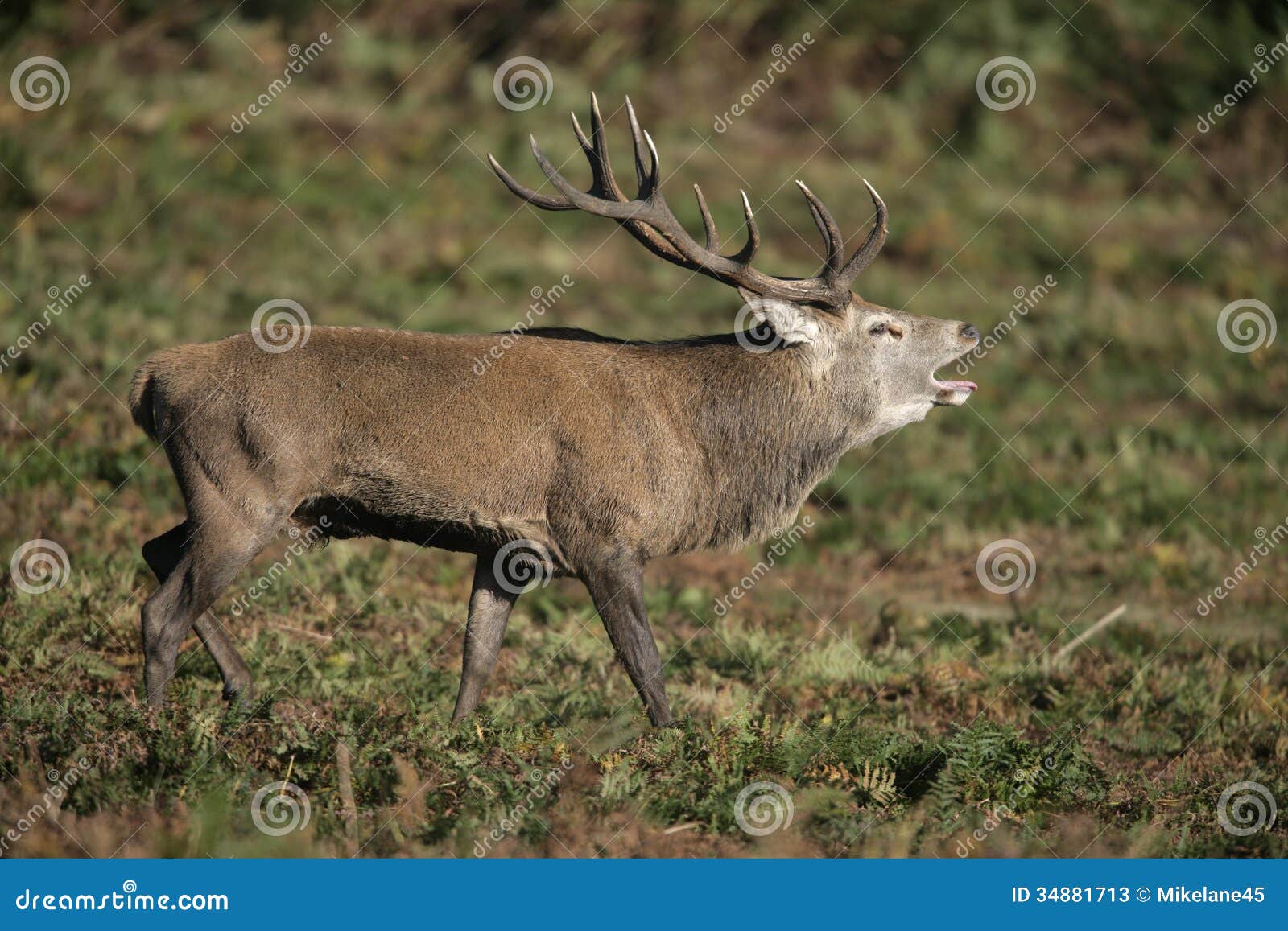 dating red deer dating red deer
