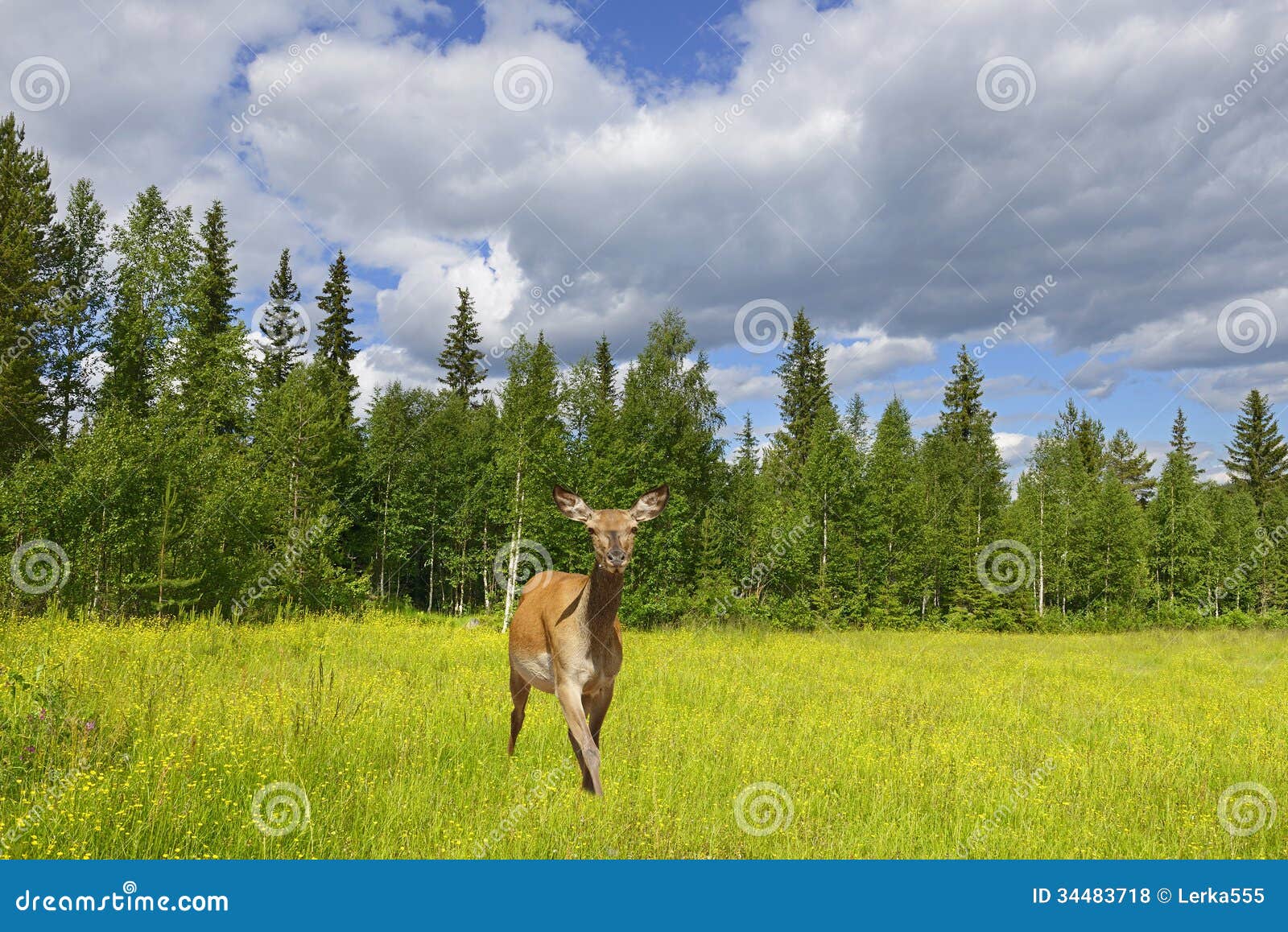 Red deer (Cervus elaphus)