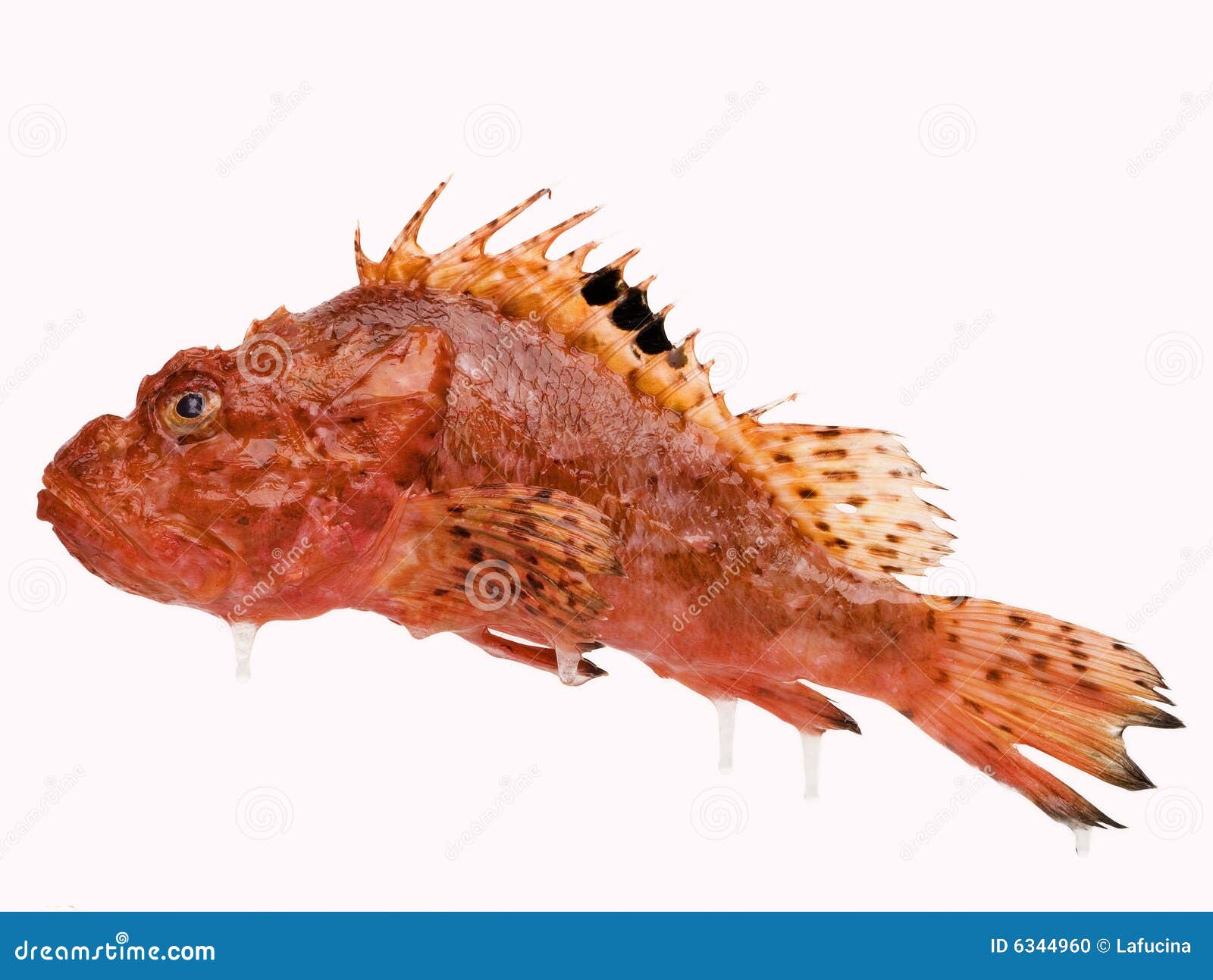 Red Fish Stock Photo - Image: 6344960