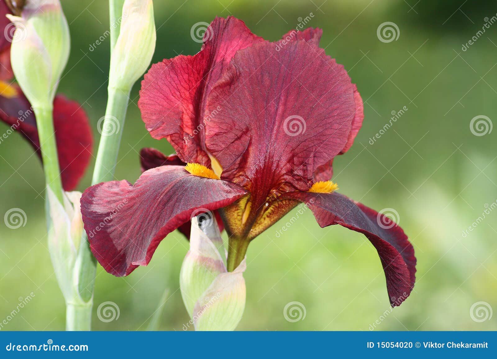 Red Iris Stock Photo Image 15054020