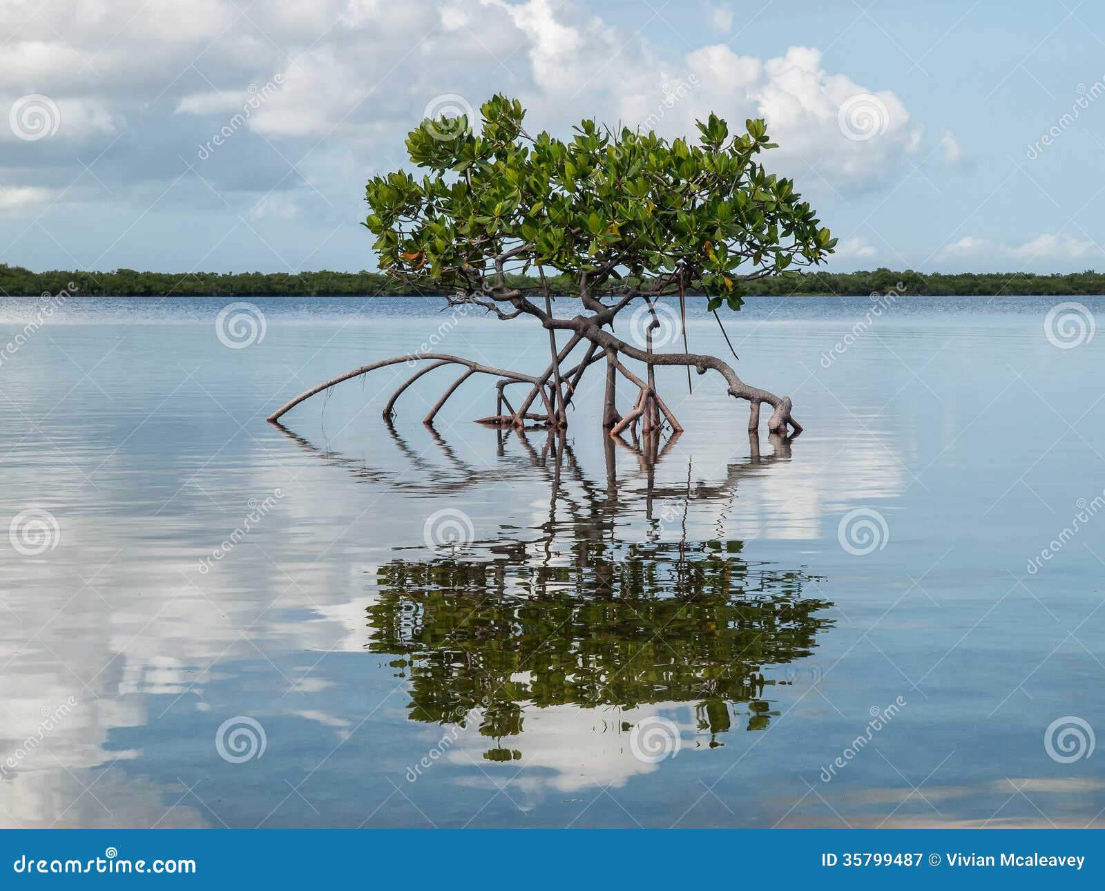 red-mangrove-shallow-bay-perched-above-n