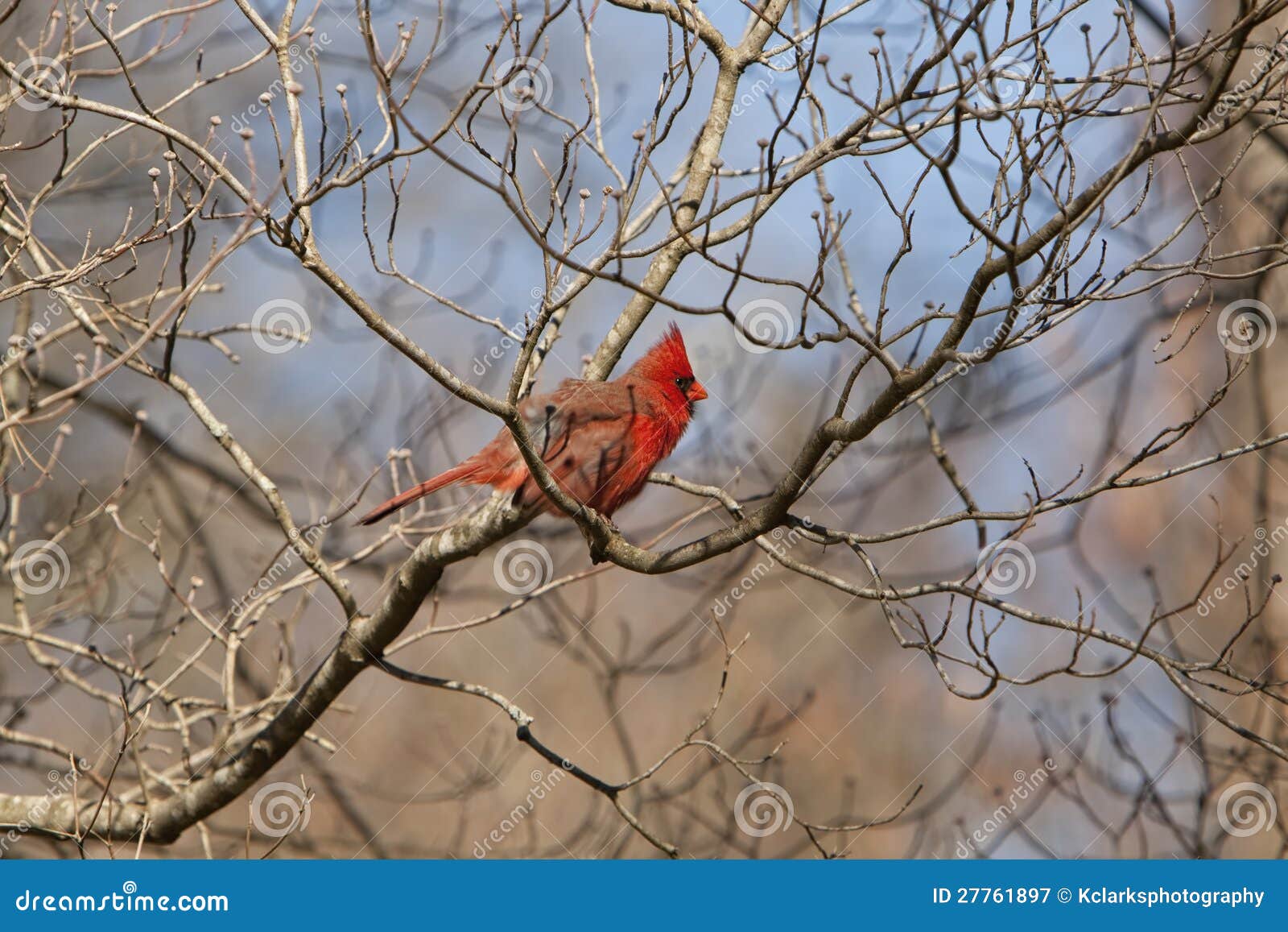 beautiful northern cardinal sitting in bare dogwood tree northern cardinal in dogwood tree royalty free stock photography image 27761897 beautiful northern cardinal sitting in bare dogwood tree northern cardinal in dogwood tree royalty free stock photography image 27761897