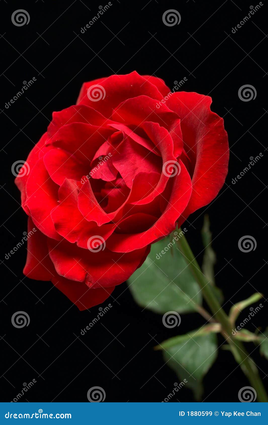 Black And Red Rose Background