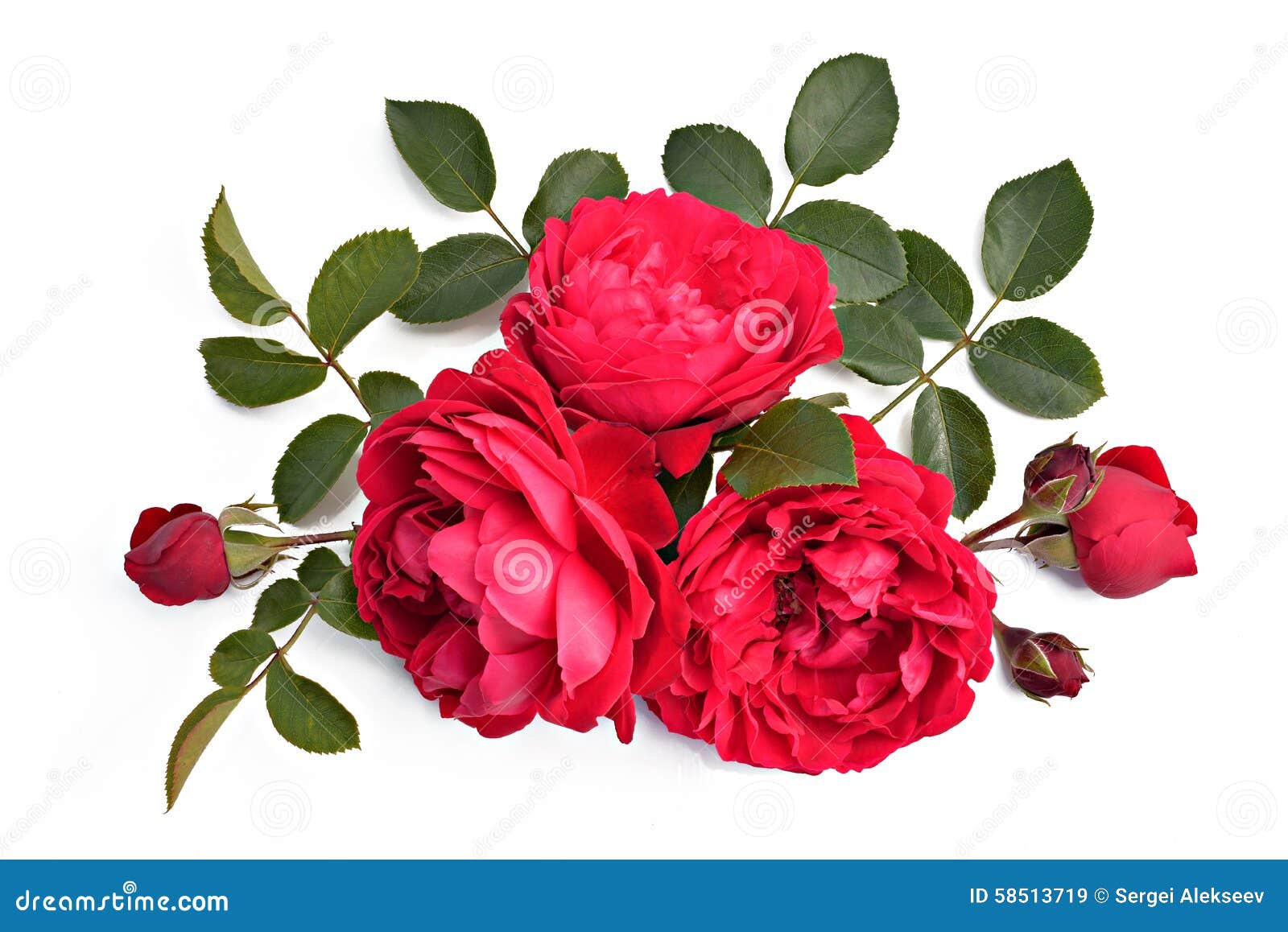 White And Red Rose Name White And Red Rose Name