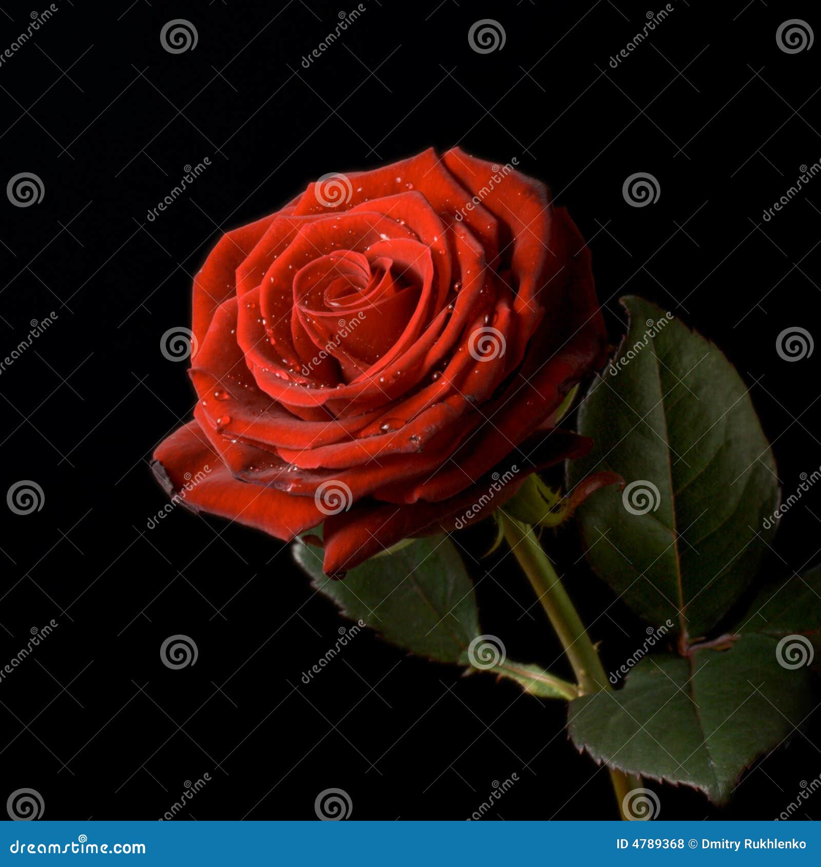 Red Roses With Water Drops With Black Background