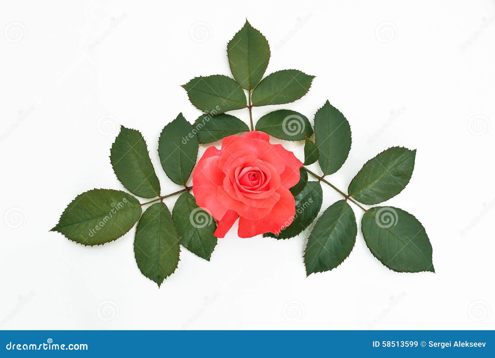 White And Red Rose Name