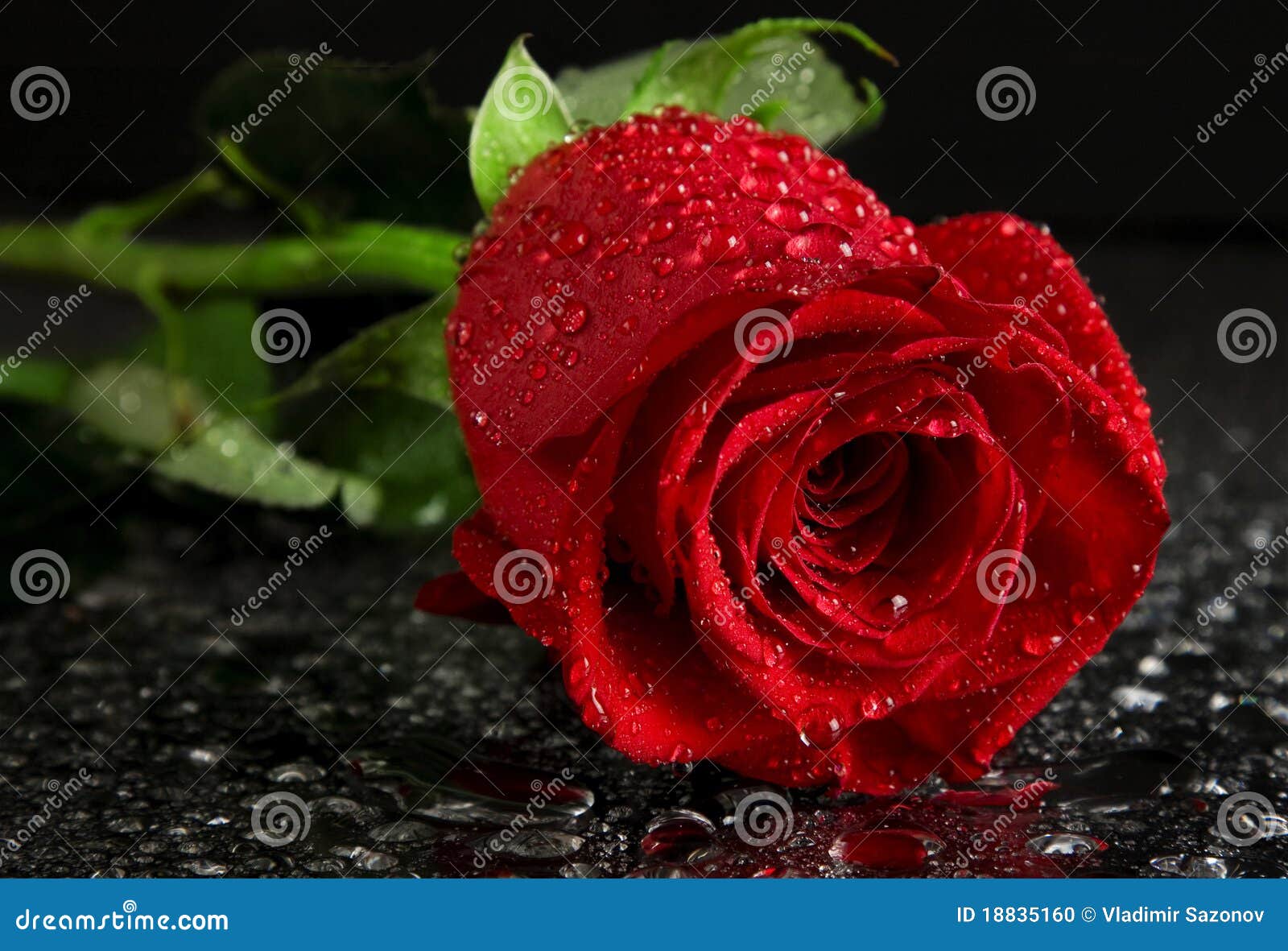 Red Roses With Water Drops With Black Background