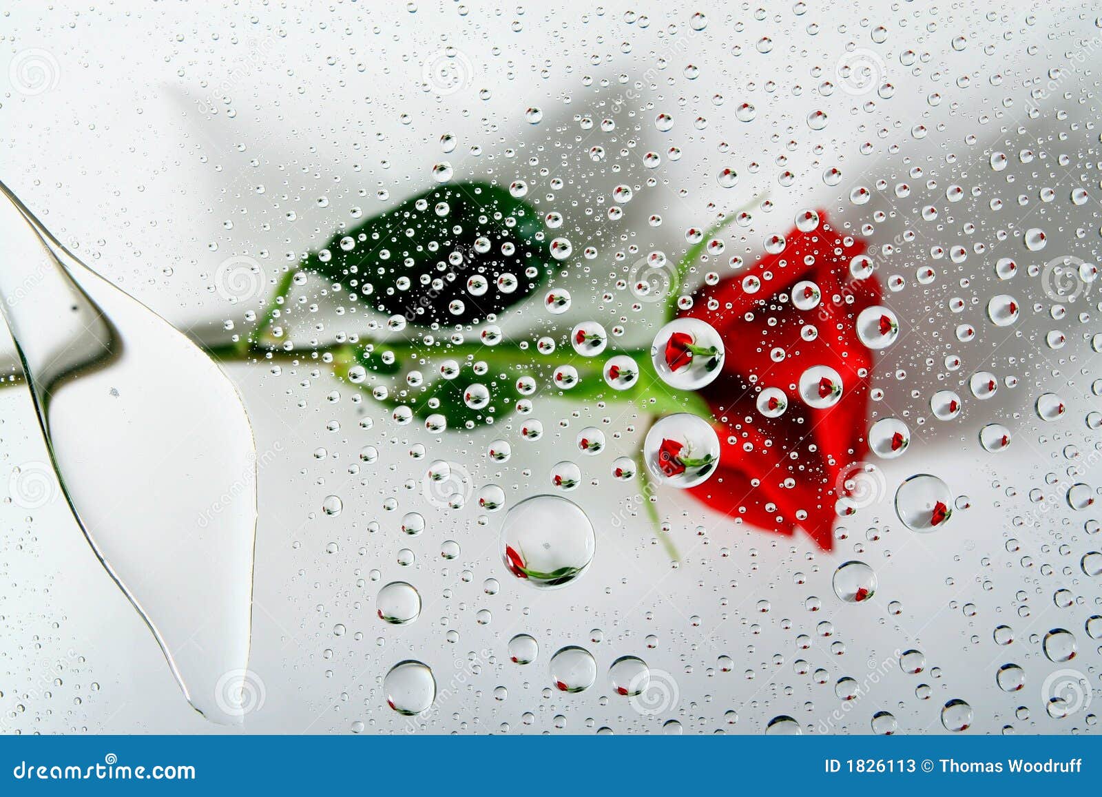 Red Rose In Water Drops 1 Stock Photos - Image: 1826113