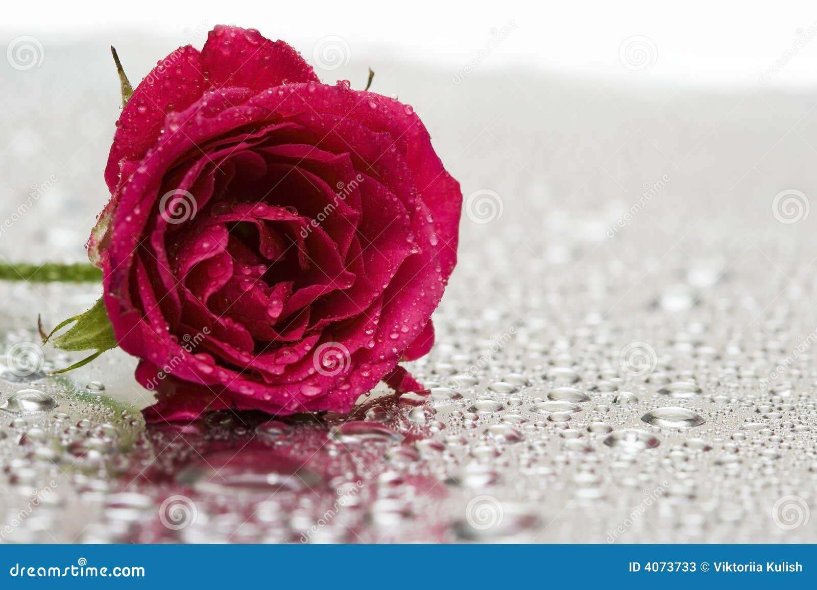 Red Roses With Water Drops With Black Background