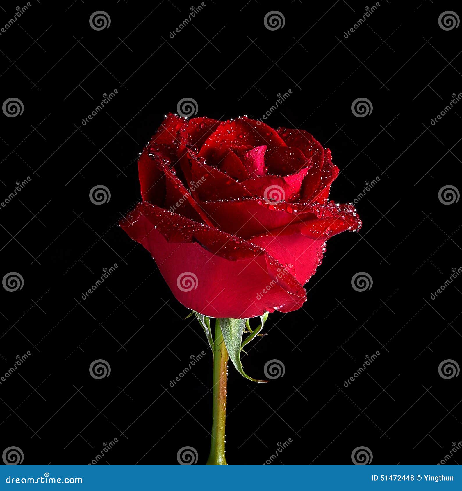 Red Roses With Water Drops With Black Background