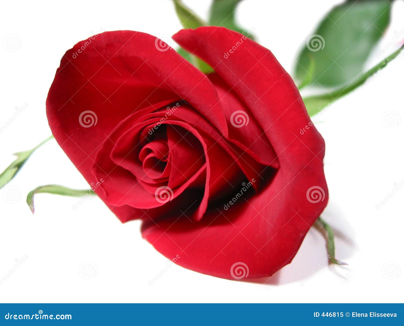 White And Red Rose White And Red Rose