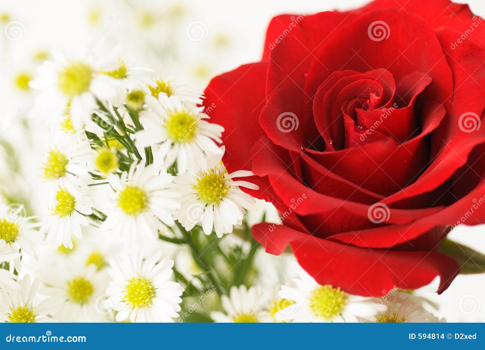 White And Red Rose White And Red Rose