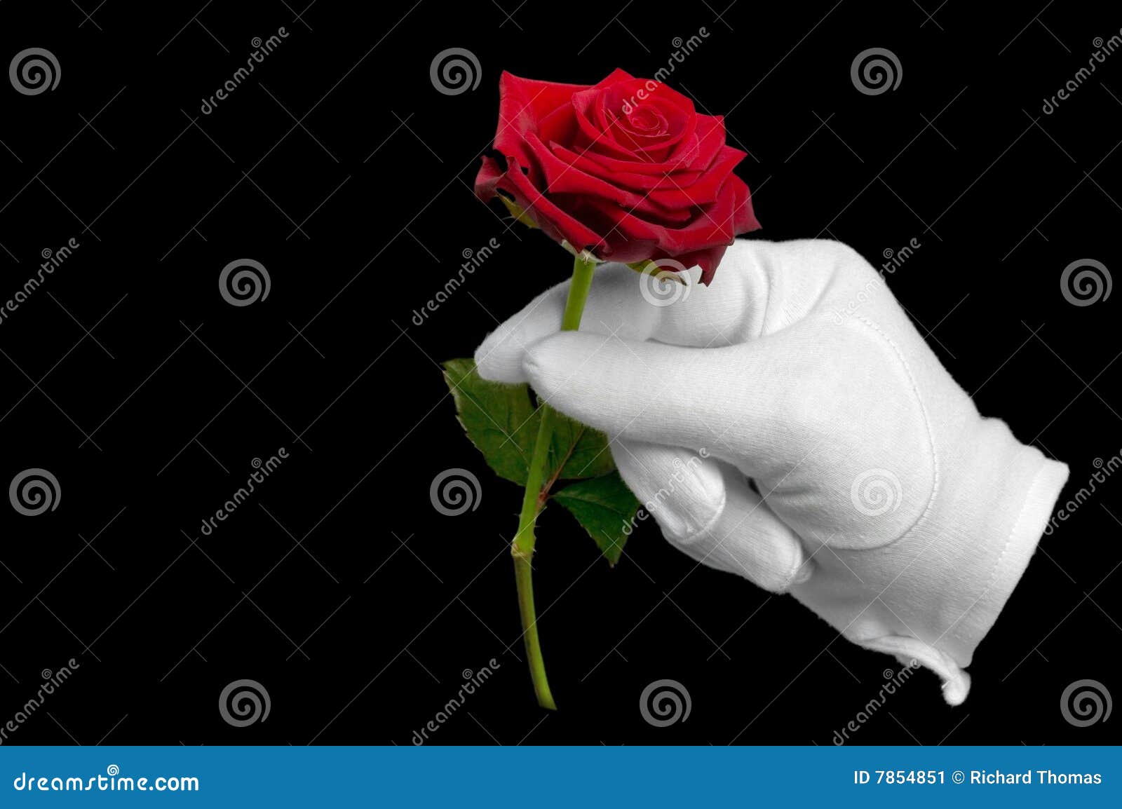 Black And White Red Rose Black And White Red Rose