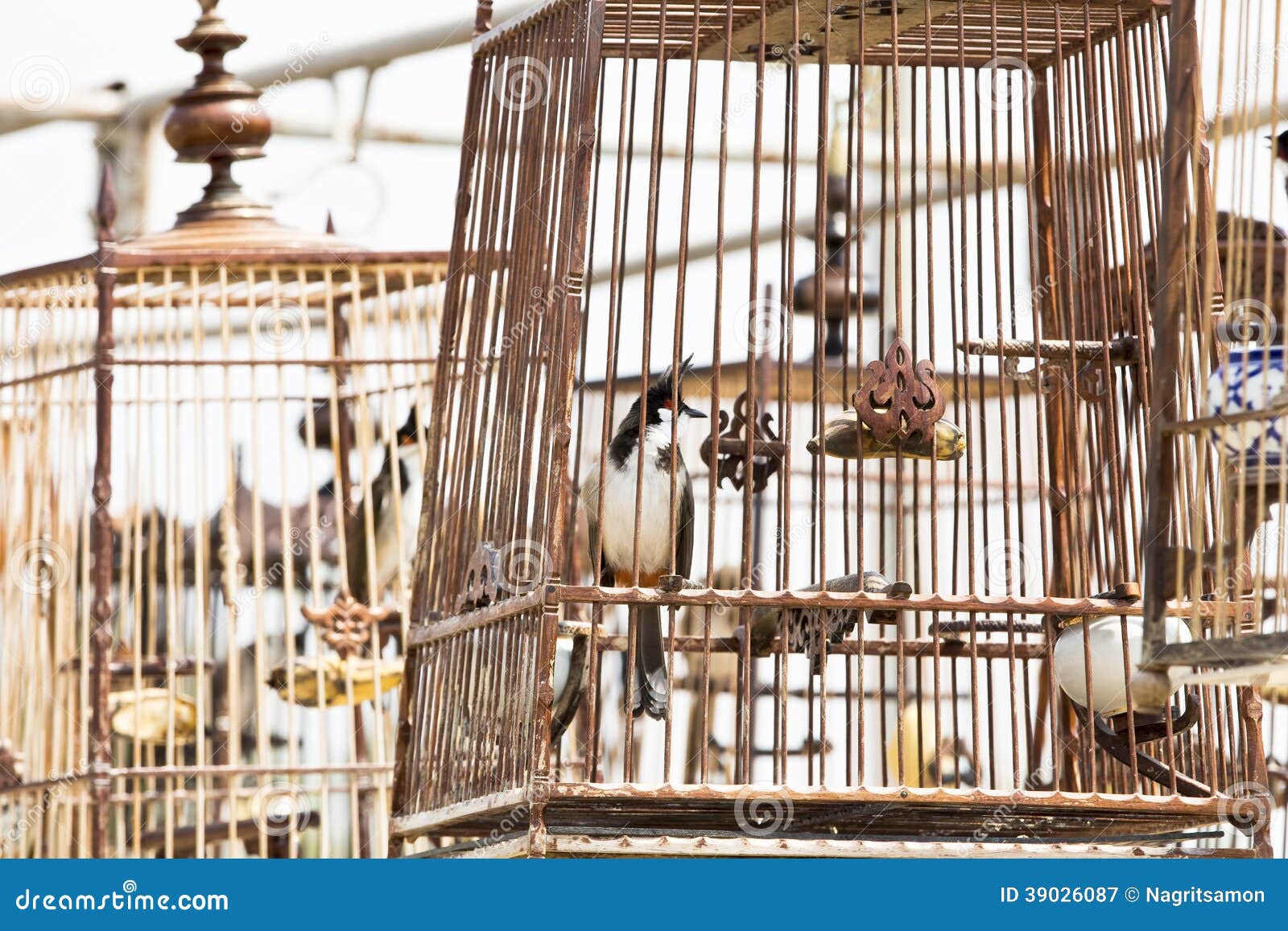 red-whiskered-bulbul-birdcage-sound-competitions-thailand-39026087.jpg