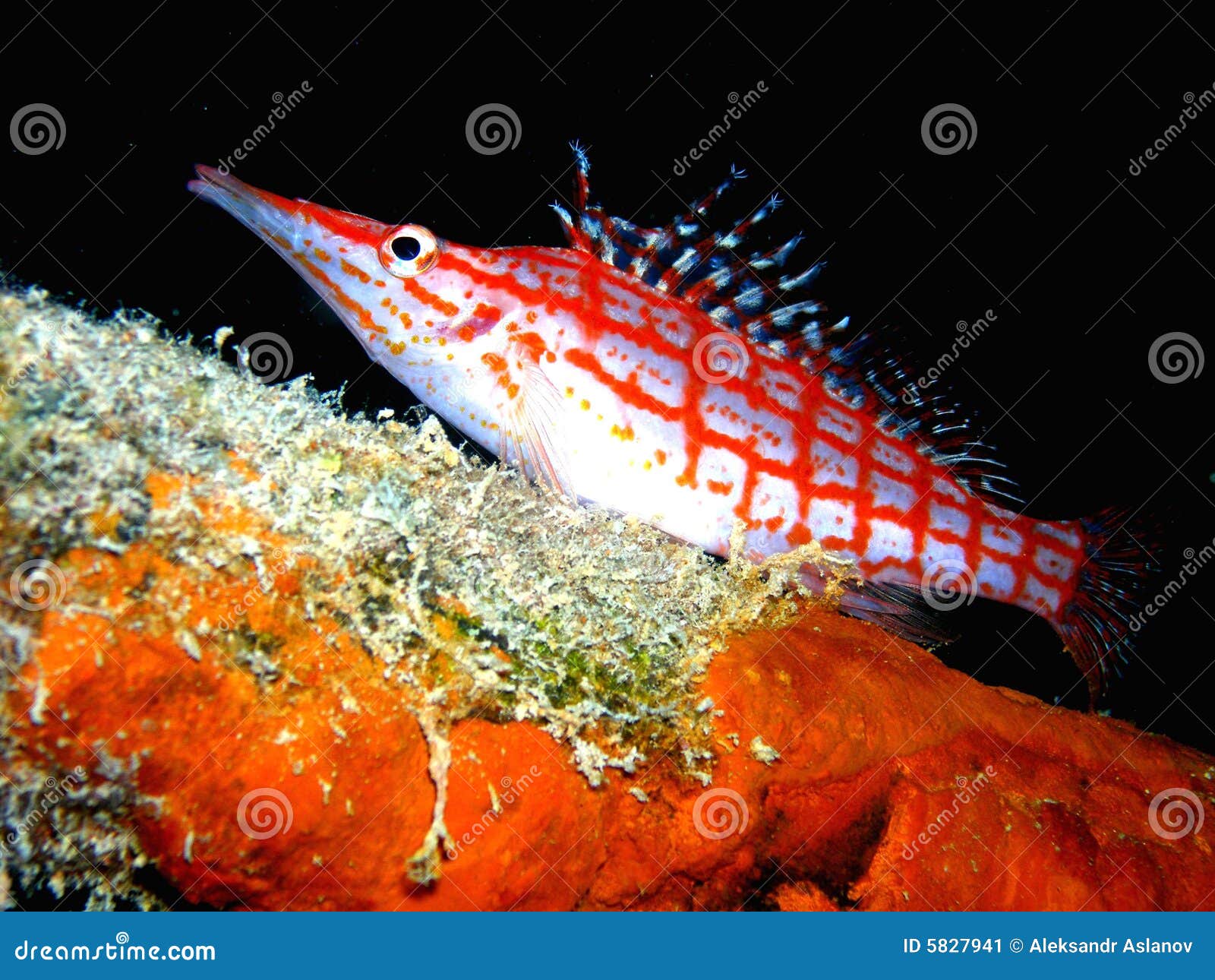 Red-white_small_fish Stock Image - Image: 5827941
