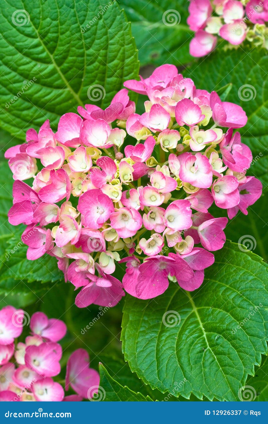 Red And Yellow Flowers Of Hydrangea Royalty Free Stock Photography 