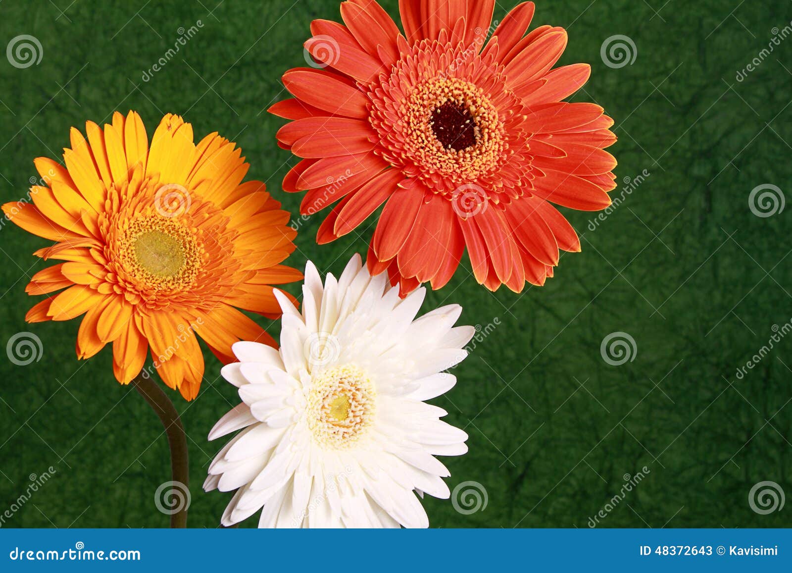 zumba flower pix ichimura miami