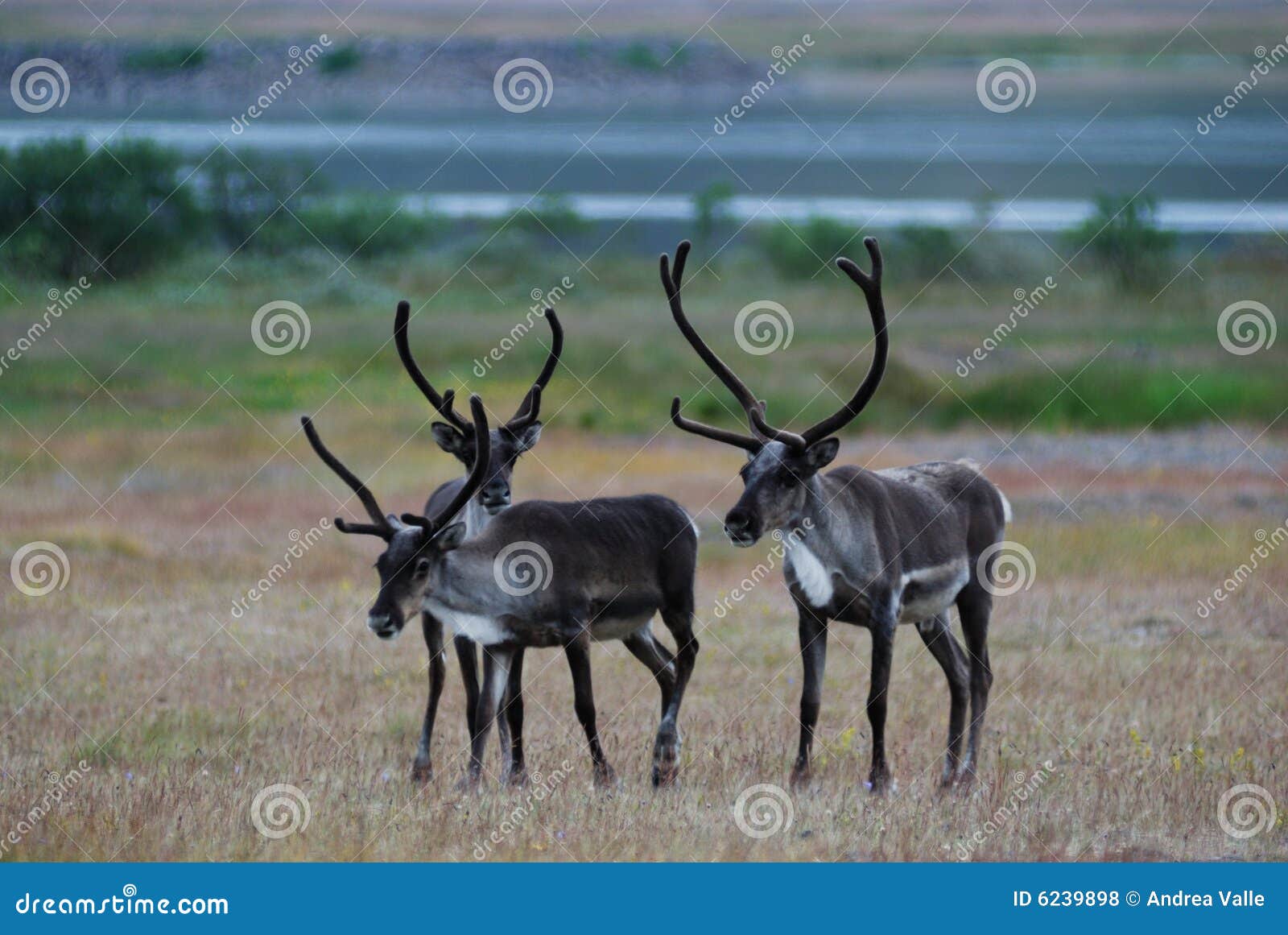 Reindeer In Iceland Royalty Free Stock Photos - Image: 6239898