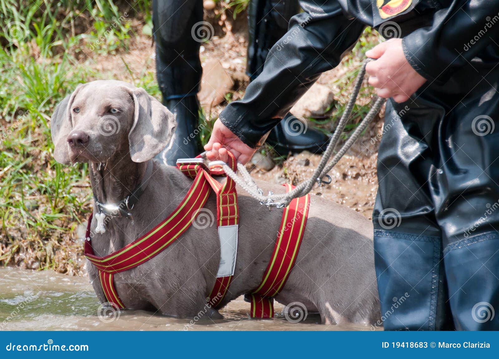 Rescue Dog Training Editorial Stock Photo - Image: 19418683