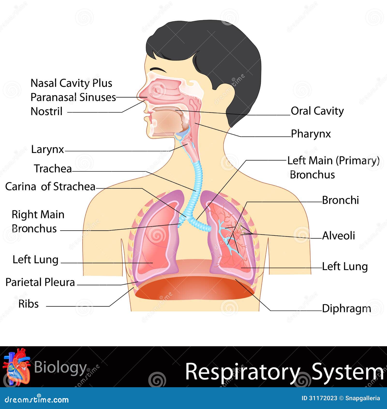 Respiratory System Stock Photos Image: 31172023