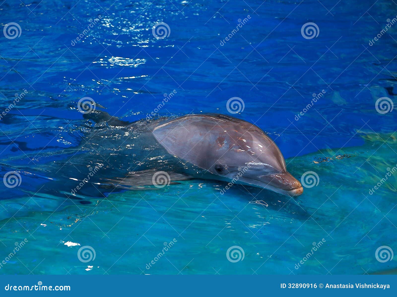 blue dolphin swimming pool 28 images blue dolphin blue dolphin swimming pool 28 images blue dolphin