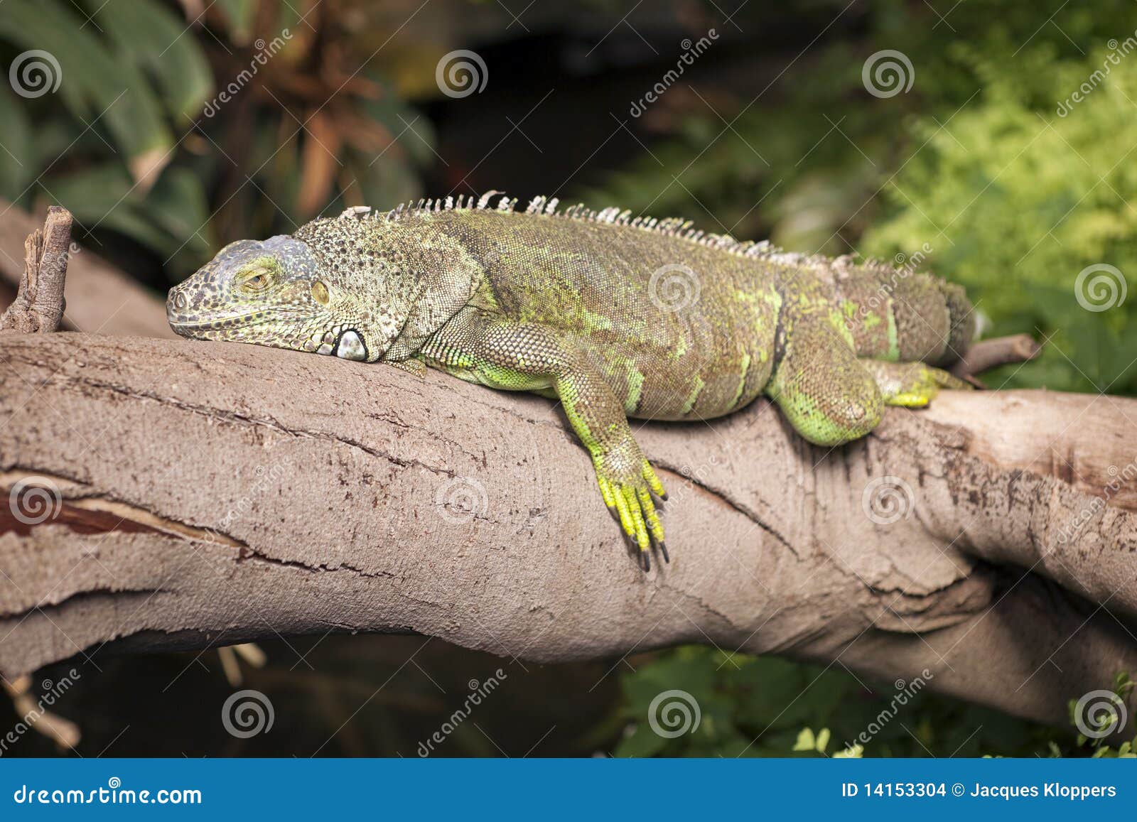 iguana y el perezoso