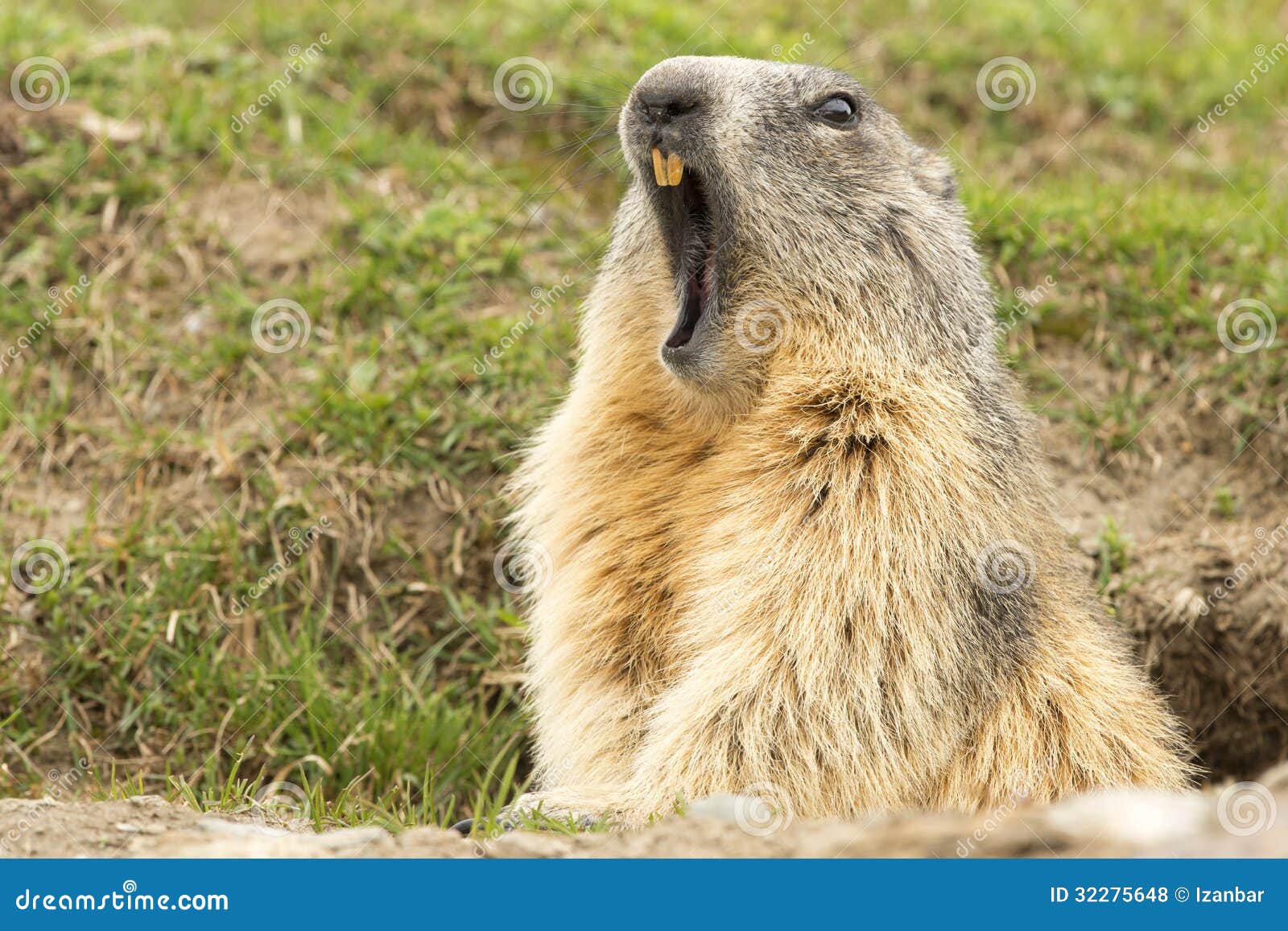 groundhog day que es retrato de la marmota mientras que bosteza groundhog day que es retrato de la marmota mientras que bosteza