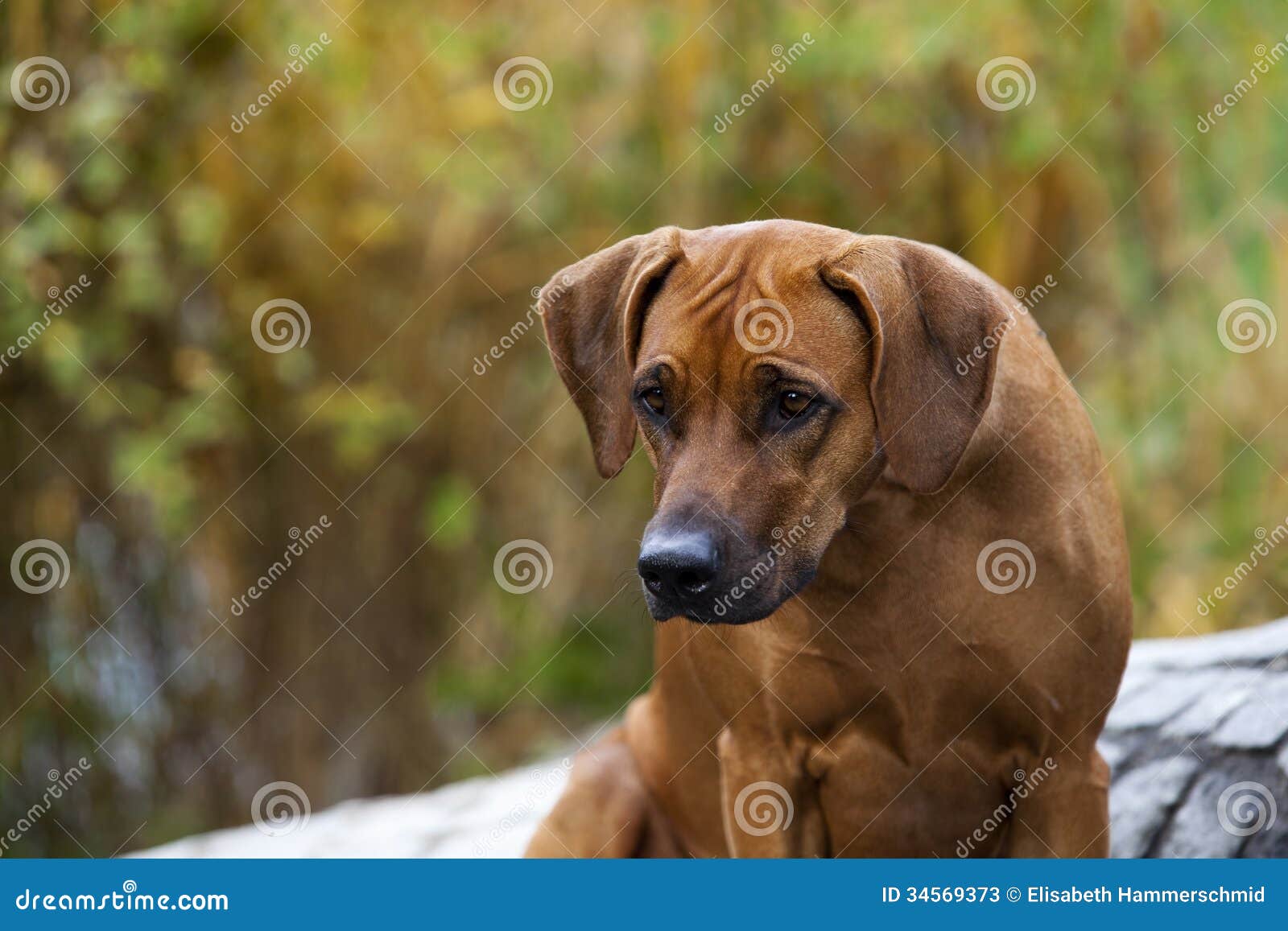 Black Rhodesian Ridgeback Rhodesian ridgeback female Black Rhodesian Ridgeback Rhodesian ridgeback female