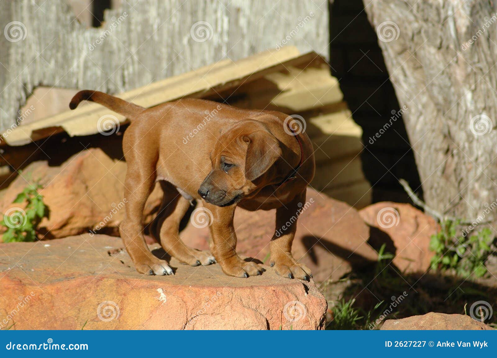 clip art rhodesian ridgeback dog - photo #1