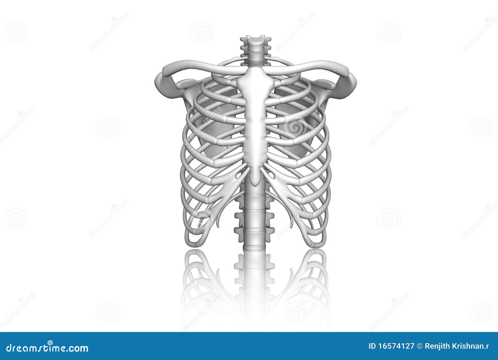 human ribs clipart - photo #49