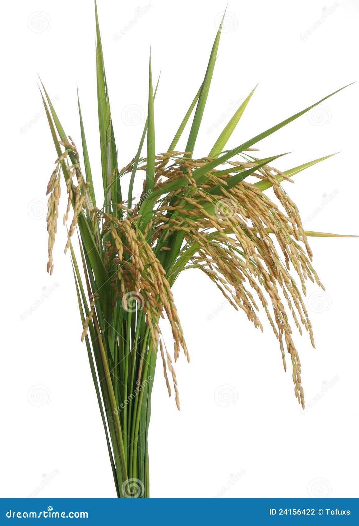 rice plant clipart - photo #22