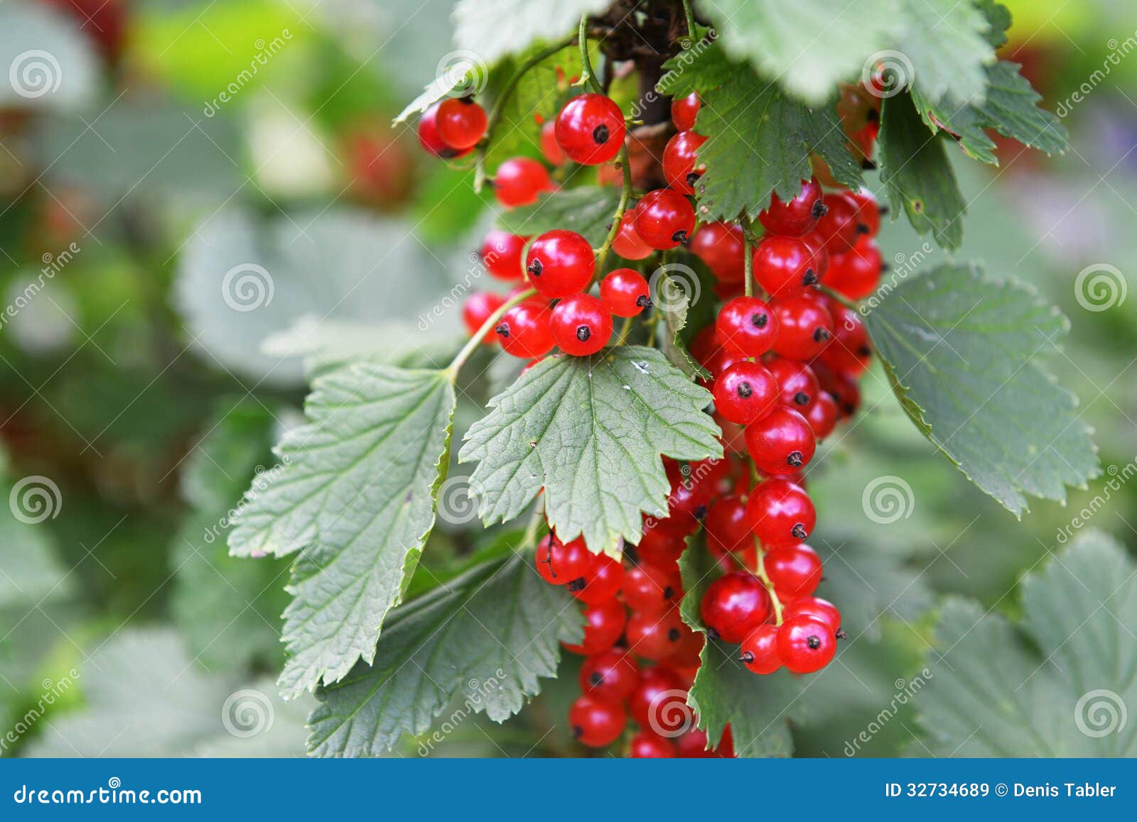 Fresh Summer Berry Tart with Red Currant Glaze Fresh Summer Berry Tart with Red Currant Glaze