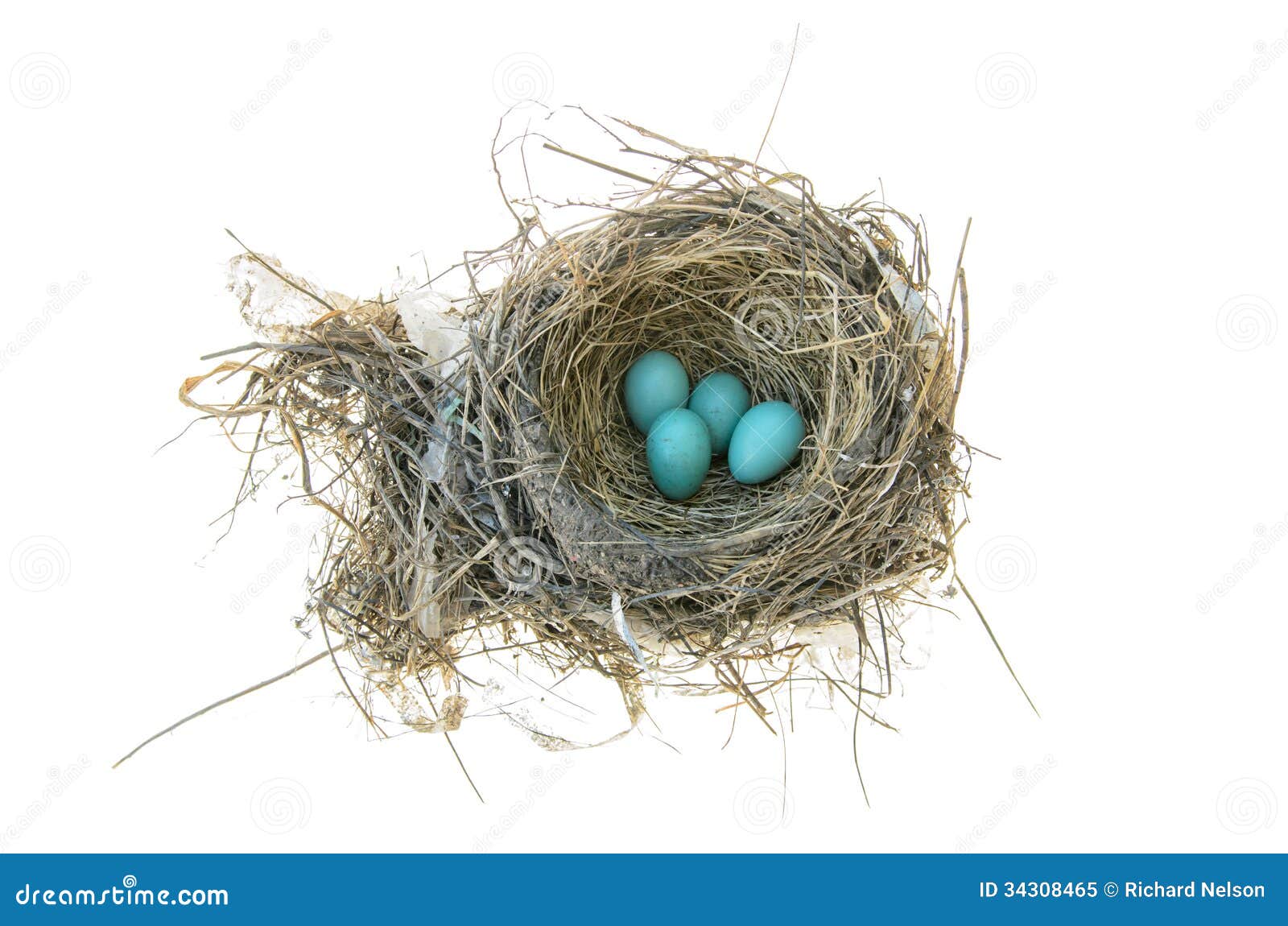 robin's nest clip art - photo #33