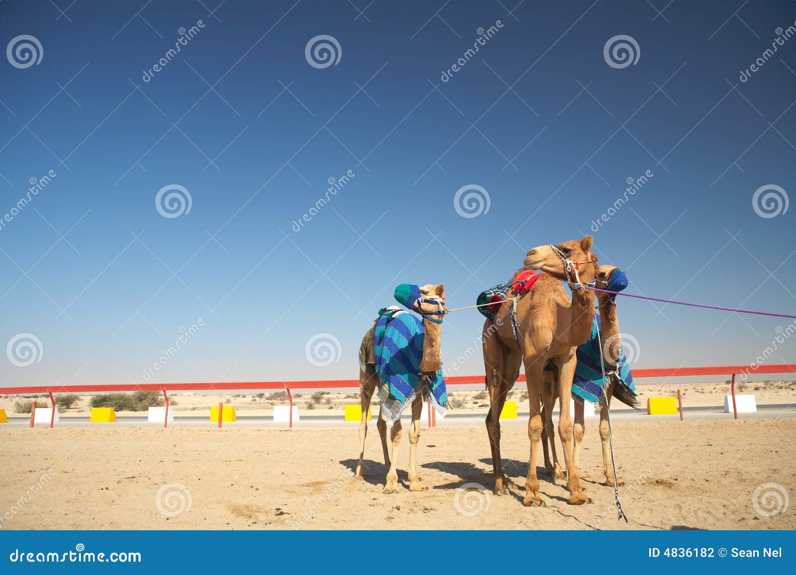 Robot controlled camel racing in the desert of Qatar, Middle East, on 