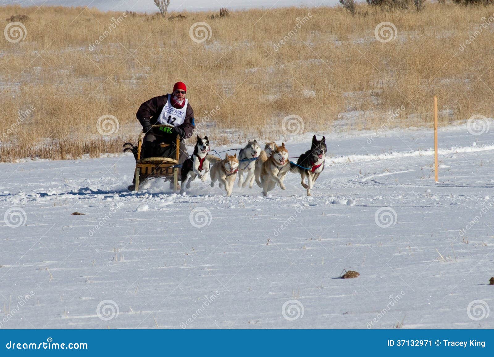 sled commands rocky mountain sled chionships competitor editorial photo image 37132971 sled commands rocky mountain sled chionships competitor editorial photo image 37132971