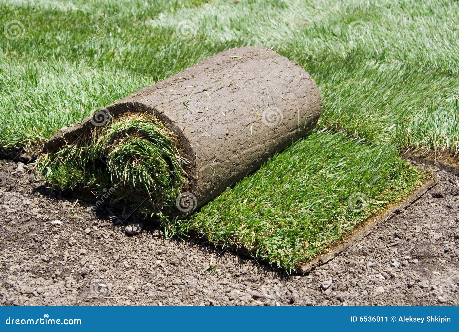 roll sod green grass 6536011