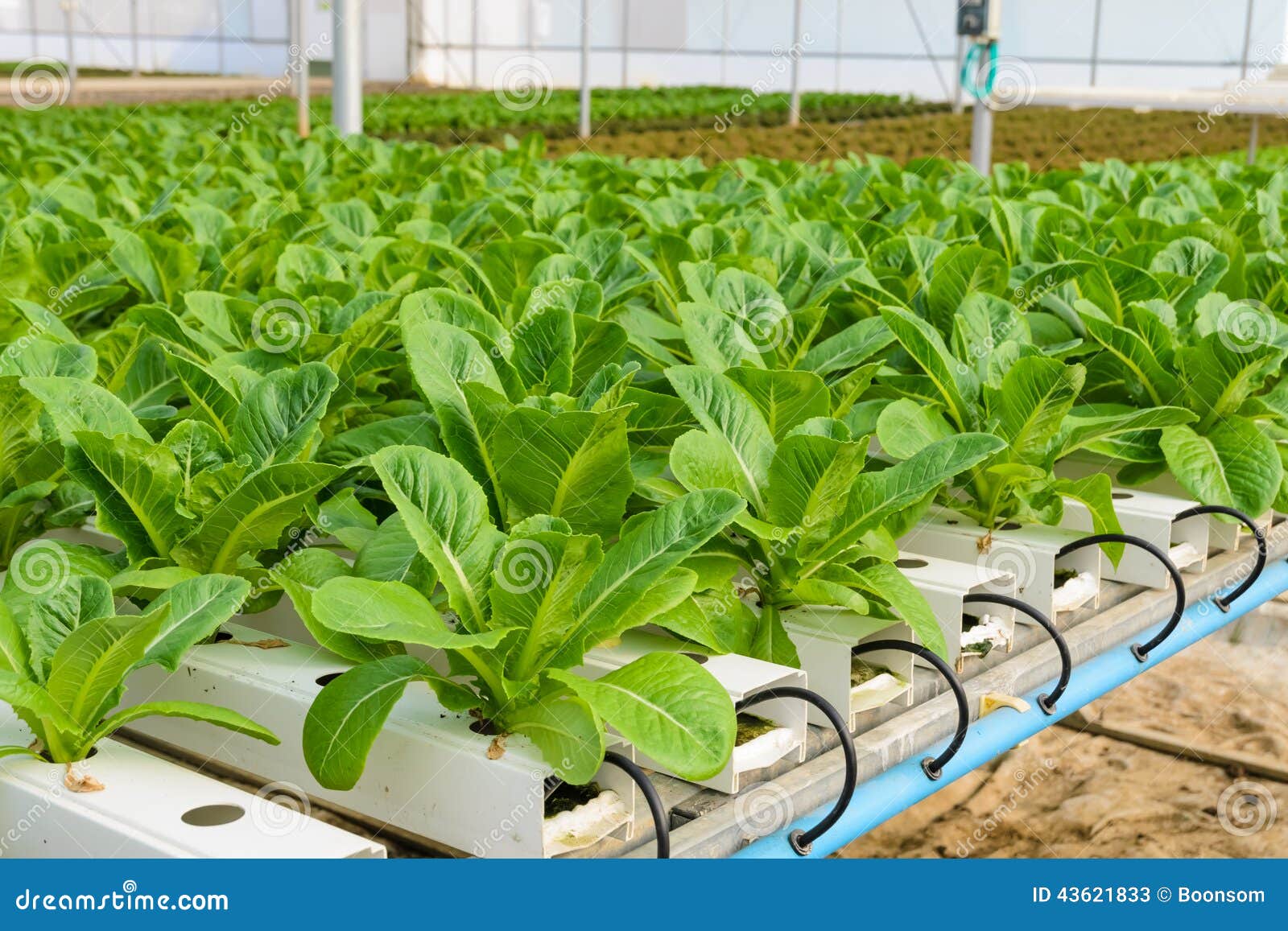 Romaine Lettuce Hydroponic Plantation Stock Photo - Image: 43621833